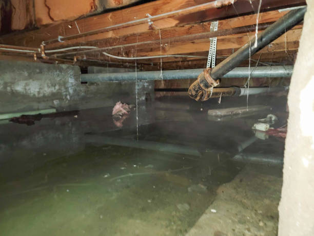 Best Mold removal after water damage  in Rio Linda, CA